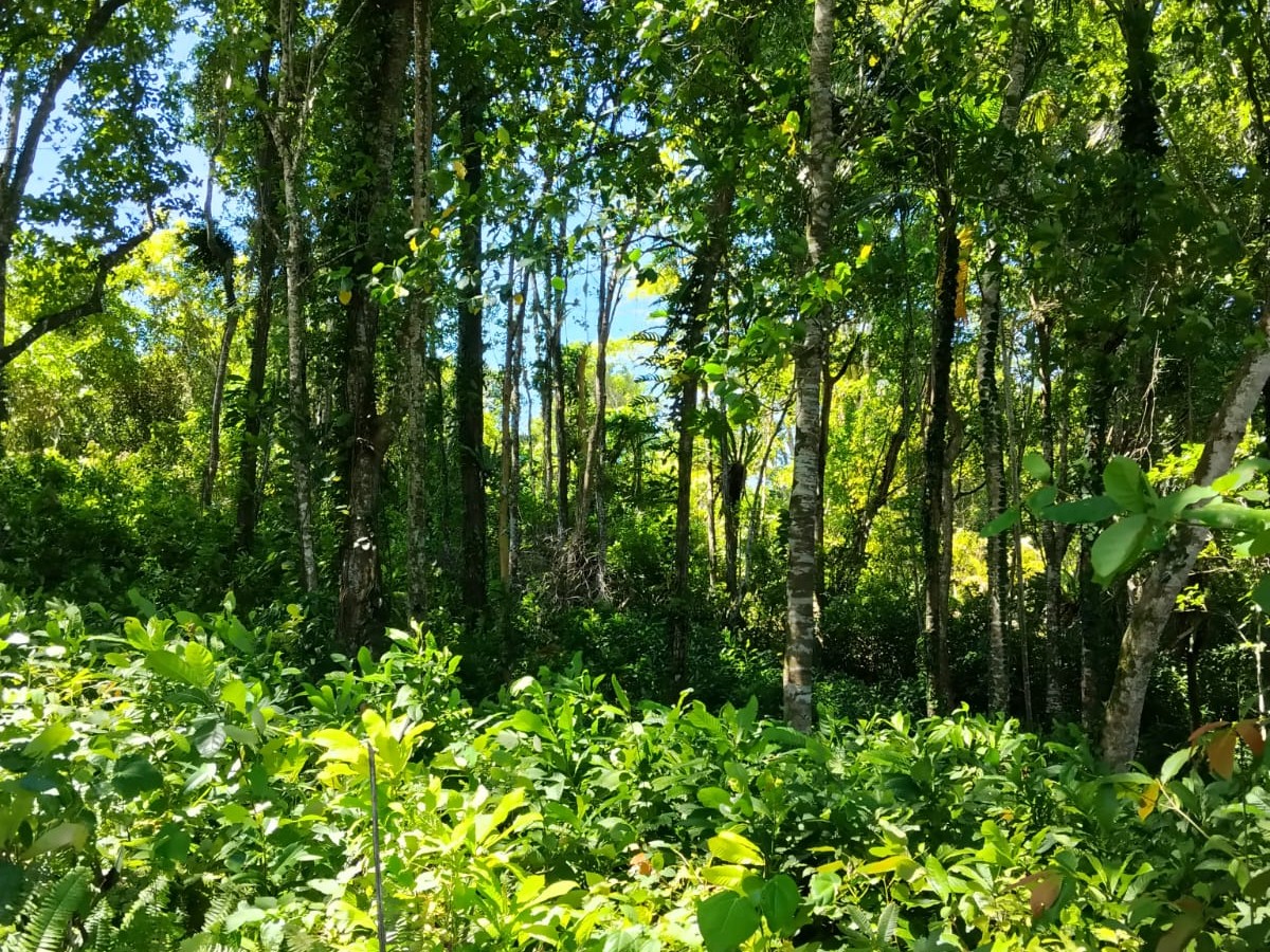 Hutan Adat & Konservasi Kampung Yendidori